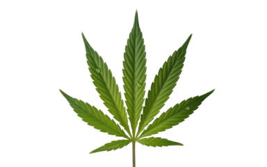 A marijuana leaf is isolated . Its seven leaflets point outward, 