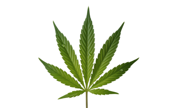 A marijuana leaf is isolated . Its seven leaflets point outward, 