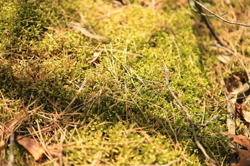 A close-up of sunlit forest moss with scattered twigs and dried leaves, creating a textured nature background.