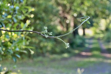Rametto verde in primo piano