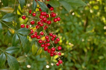 Grappolo di bacche rosse