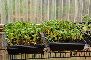 Young vegetable plants in peat pots growing and nearly ready for planting in garden.