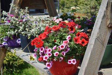 Vibrant Summer Flowers in Pots on Rustic Wooden Display Outdoors
