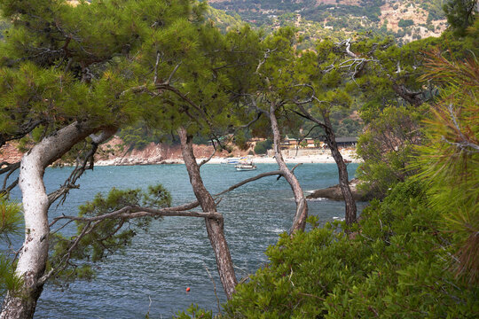 Serene coastal landscape with pine trees and tranquil waters. Kabak Beach in Turkey