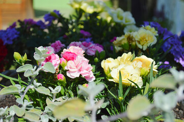 Cheerful Pink & Yellow Dianthus Garden Blooms