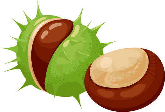 green spiky chestnut and brown nut isolated clip art preview