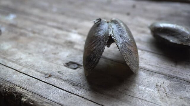 Unio pictorum shell is elongated, smooth, and dark brown, with a pearly interior used historically by painters for palettes.