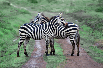 Two zebras standing cross in natural surroundings in Kenya