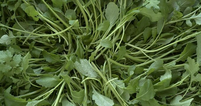 White mustard greens background texture. Great for cooked salads. Top view, table spin. 