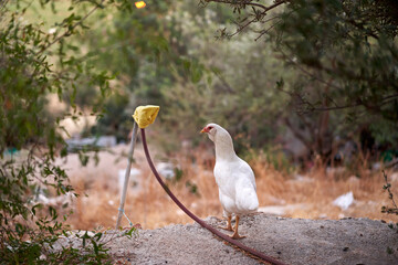 White chicken standing on rock in natural surroundings with greenery