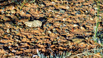 Cricket and Grasshoppers of Mongolia	

