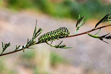 The caterpillar of a swallowtail butterfly