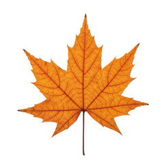 Obraz premium maple leaf isolated on white