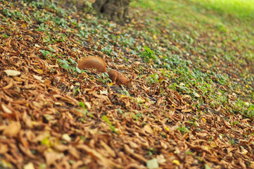 Red Squirrel Foraging in Park Grass Amidst Autumn Leaves..