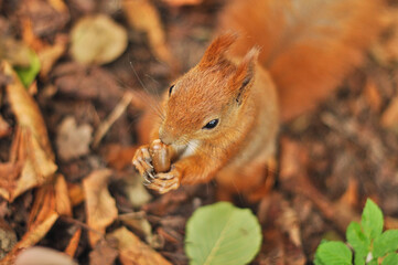 Red Squirrel Holding a Green Acorn in its Paws Near its Mouth, Among Brown Autumn Leaves..