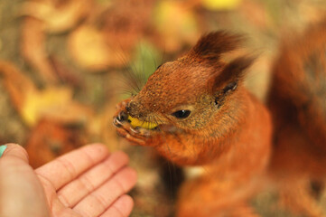 Bold Red Squirrel Approaching Human Hands to Take an Acorn..