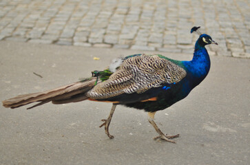Fototapeta premium Colorful Peacock Walking on Park Path