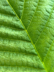 Detailed Close-up of a Vibrant Green Leaf