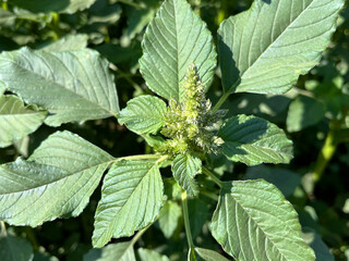 Close-up of a Vibrant Amaranth Plant in a Garden