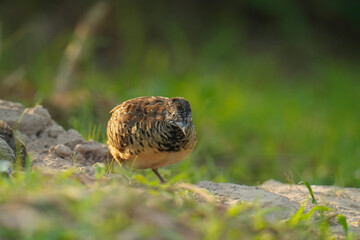 King quail, Blue-breasted quail, Asian blue quail, (Excalfactoria chinensis) female bird watching in the forest.