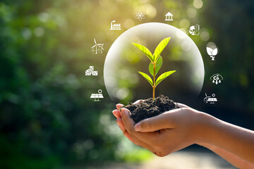 environment Earth Day In the hands of trees growing seedlings. Bokeh green Background Female hand holding tree on nature field grass Forest conservation concept