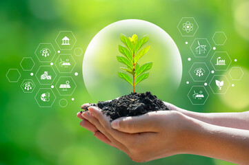 environment Earth Day In the hands of trees growing seedlings. Bokeh green Background Female hand holding tree on nature field grass Forest conservation concept