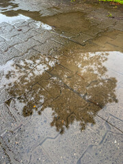 Reflection of tree branches on a rain puddle over brick pavement. Captured after rainfall, showing...