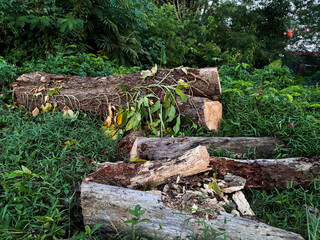 Obraz premium A pile of wood is on the ground in a forest