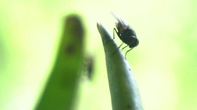 A housefly rests on an olive-green leaf, its tiny legs gripping the surface, wings shimmering slightly in the sunlight.
