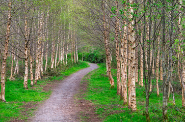 Winding country path lined with silver birch trees