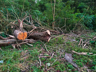 A pile of wood is on the ground in a forest