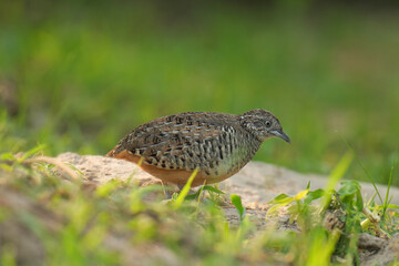 King quail, Blue-breasted quail, Asian blue quail, (Excalfactoria chinensis) female bird watching in the forest.