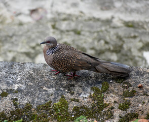 A charming Spotted Dove with unique speckled plumage, perched on a textured rock.