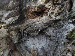 tree bark texture
