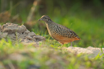 King quail, Blue-breasted quail, Asian blue quail, (Excalfactoria chinensis) female bird watching in the forest.