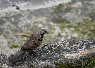 A charming Spotted Dove with unique speckled plumage, perched on a textured rock.