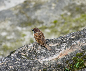 Close-up of a charming Eurasian Tree Sparrow perched on a moss-dappled rock.