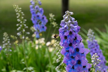 bumblebee hovering around pretty blue flowers of delphinium elatum also known as candle larkspur
