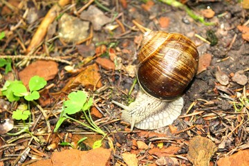 snail on a leaf