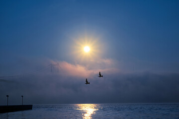 View of July 15 Martyrs Bridge (Bosphorus Bridge) with seagull and sunrise in fog clouds. Foggy morning view from Ortakoy Mosque and 15 Martyrs Bridge.