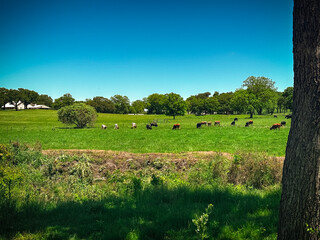 Fototapeta premium Texas Longhorn cattle grazing in an open field in Texas grasslands