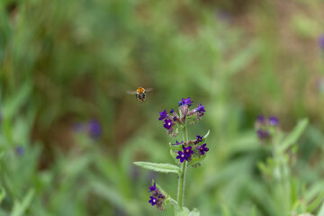 A flying bee approaches a violet flower in the middle of a colorful meadow. The dynamics of the moment are captured in the air.