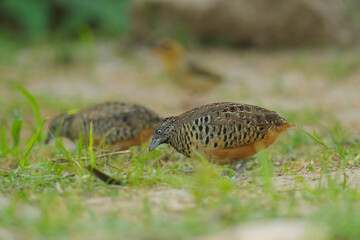 King quail, Blue-breasted quail, Asian blue quail, (Excalfactoria chinensis) female bird watching in the forest.