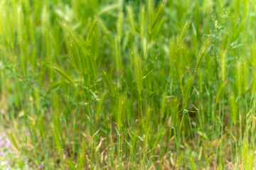 Green ears of young grain stalks sway gently in the breeze on a summer meadow. The image conveys growth, naturalness, and agricultural dynamism.