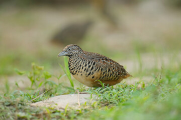 King quail, Blue-breasted quail, Asian blue quail, (Excalfactoria chinensis) female bird watching in the forest.