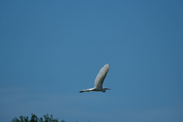 Great egret (Ardea alba) in flight.