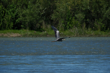 Grey heron (Ardea cinerea) in flight. Grey heron in flight over the lake. Wildlife scene from nature.
