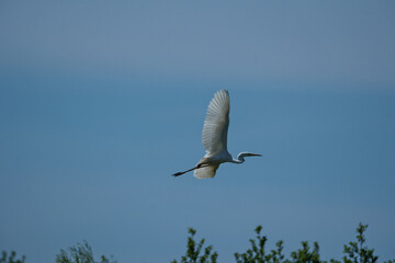 Great egret (Ardea alba) in flight.