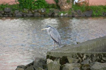 Grey heron (Ardea cinerea) standing on a stone pier. Grey heron standing on a rock at the edge of a...