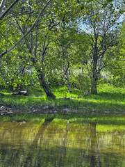 forest mountain trees reflecting off the water of an alpine lake in the mountains in spring